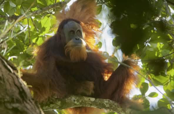 orangutan Tapanuli di pohon